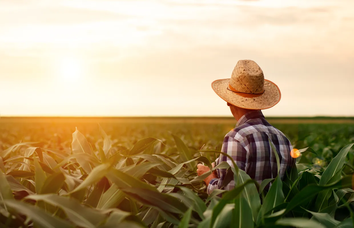 Imagem ilustrativa da imagem Agropecuária responde por 9% das riquezas produzidas no Paraná