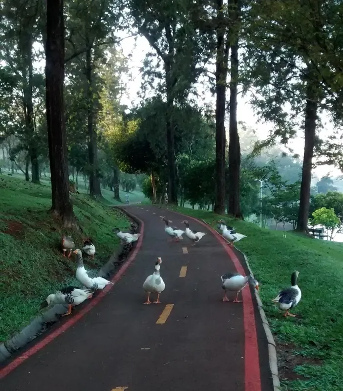 Imagem ilustrativa da imagem CIDADE FALA