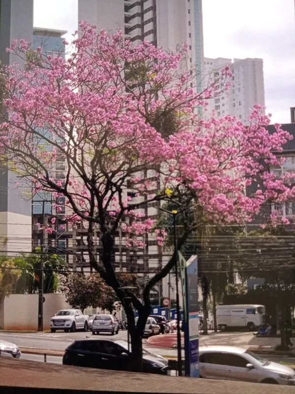 Imagem ilustrativa da imagem CIDADE FALA