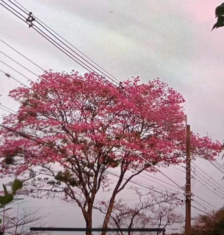 Imagem ilustrativa da imagem CIDADE FALA