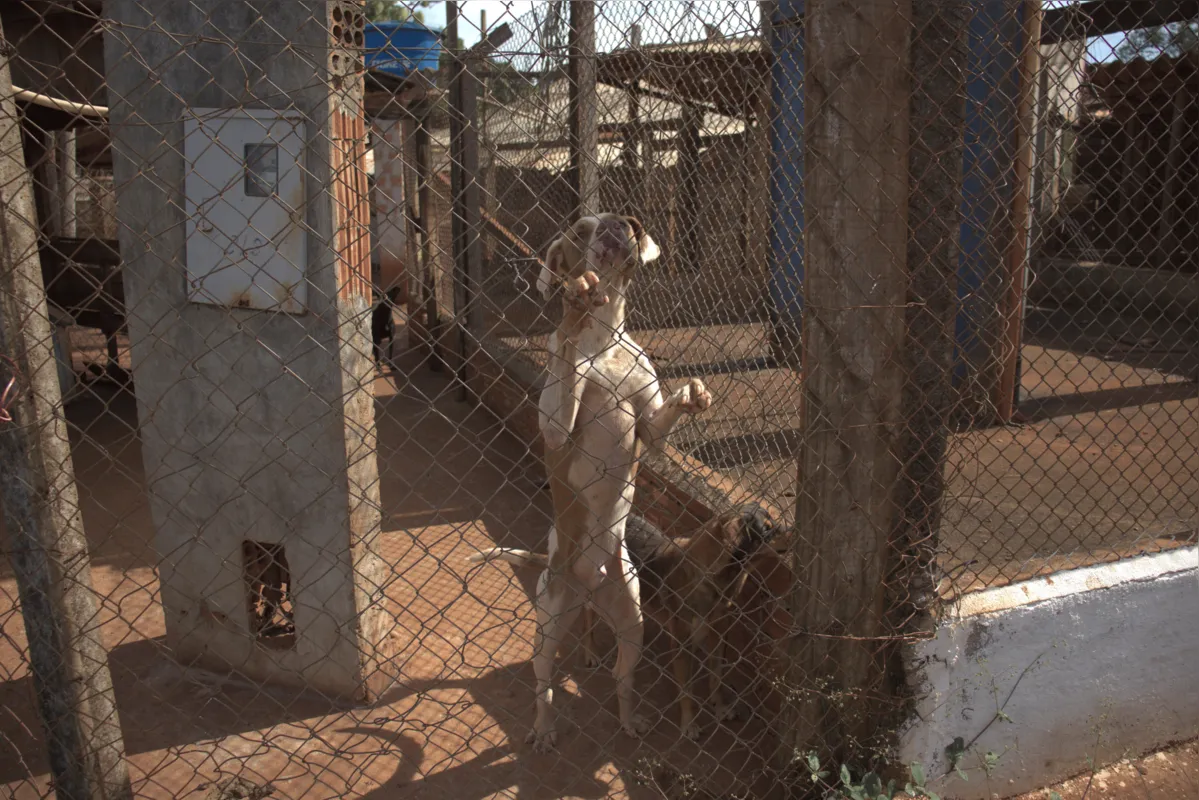 CMTU fará um levantamento do total de animais e já agendou uma feira de doações para o dia 17 na Praça Nishinomiya