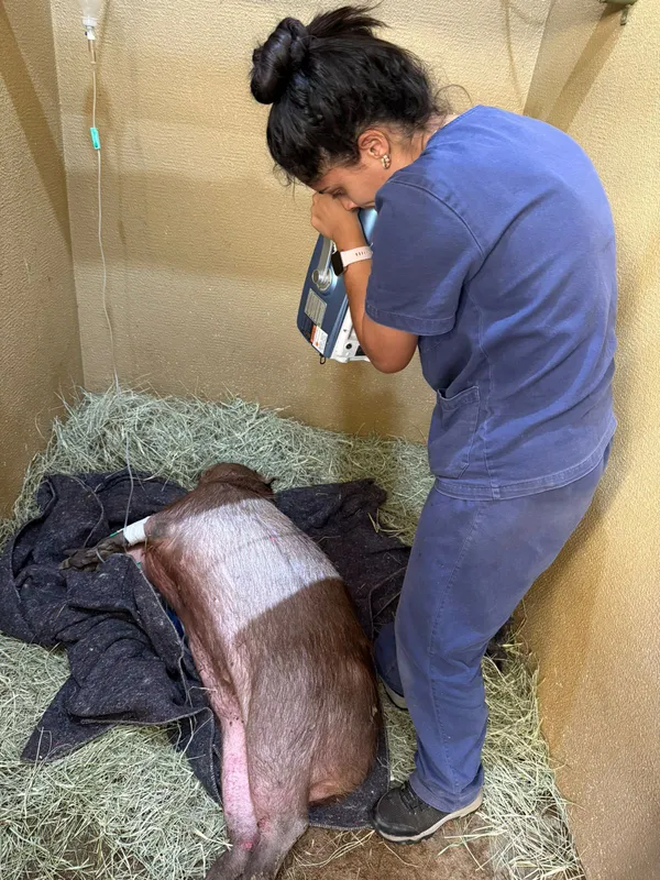 Imagem ilustrativa da imagem Capivara que caiu em piscina em Apucarana é tratada em Londrina