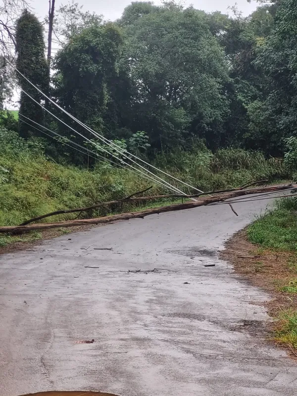 Em Rolândia, a chuva causou quedas de árvores e rompimentos de cabos de energia; tráfego em duas vias ficou temporariamente suspenso