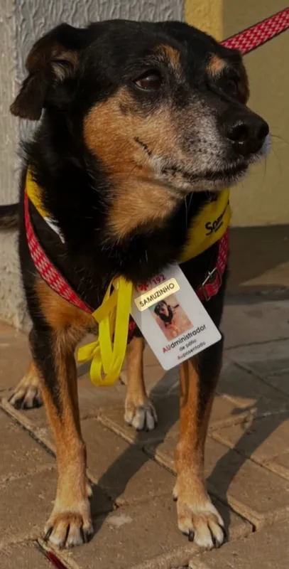 Imagem ilustrativa da imagem Despedida de Samuzinho: conheça o mascote que trouxe alegria ao SAMU em Londrina