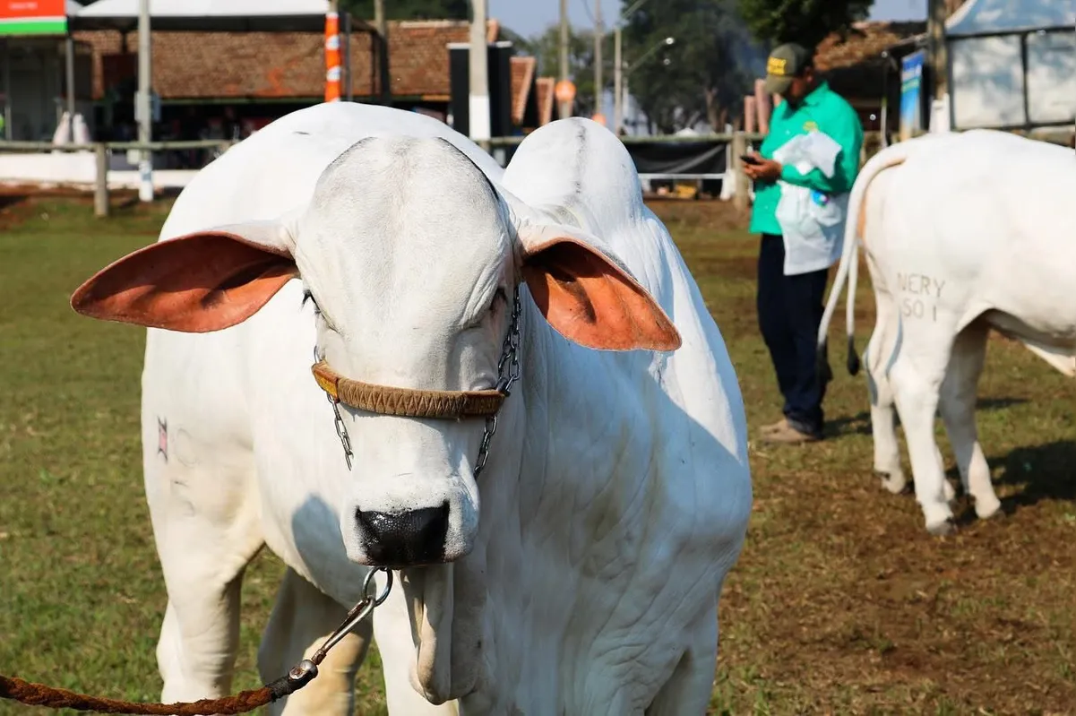 Imagem ilustrativa da imagem Efapi deve atrair 150 mil pessoas em Santo Antônio da Platina