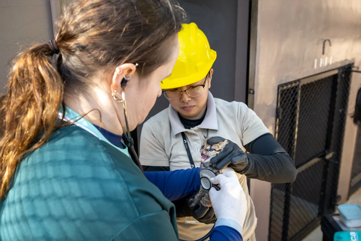 Imagem ilustrativa da imagem Filhote de gato-maracajá e harpias recebem microchip no Refúgio da Itaipu