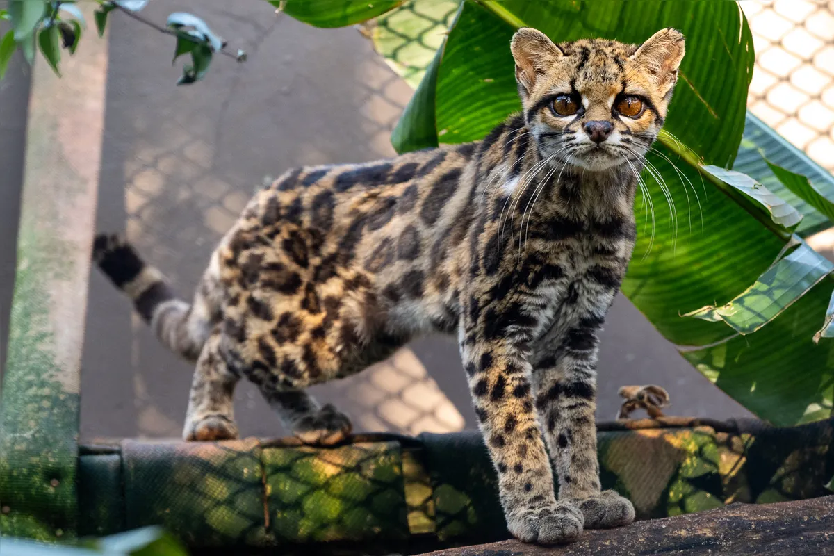 Imagem ilustrativa da imagem Filhote de gato-maracajá e harpias recebem microchip no Refúgio da Itaipu