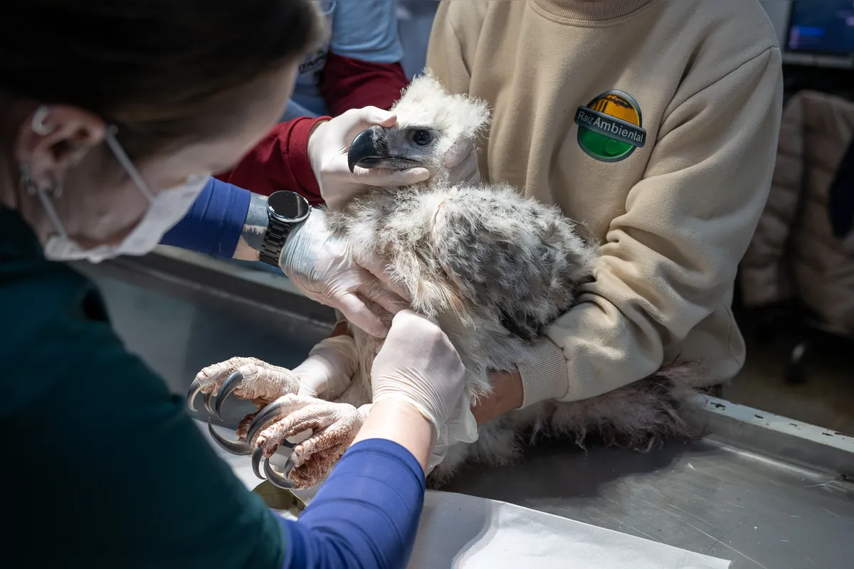 Imagem ilustrativa da imagem Filhote de gato-maracajá e harpias recebem microchip no Refúgio da Itaipu