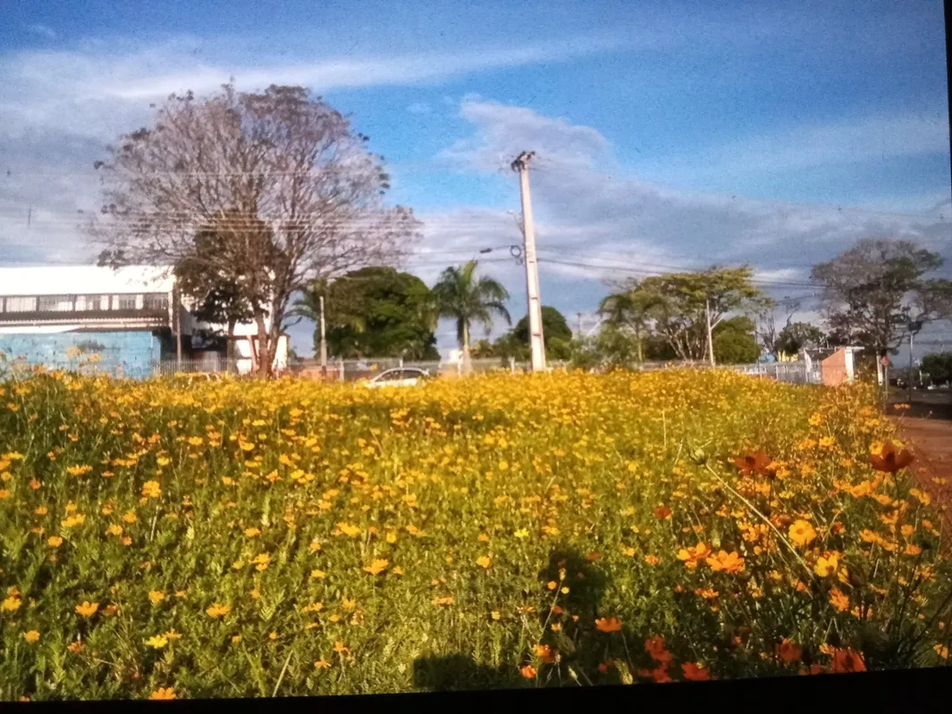 Imagem ilustrativa da imagem Flores na zona leste
