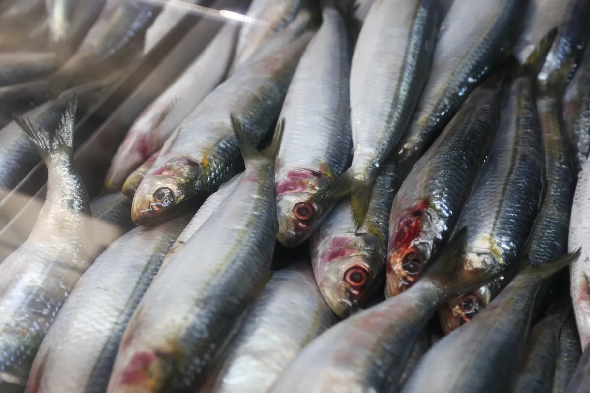 Imagem ilustrativa da imagem Início da quaresma movimenta mercado de pescados
