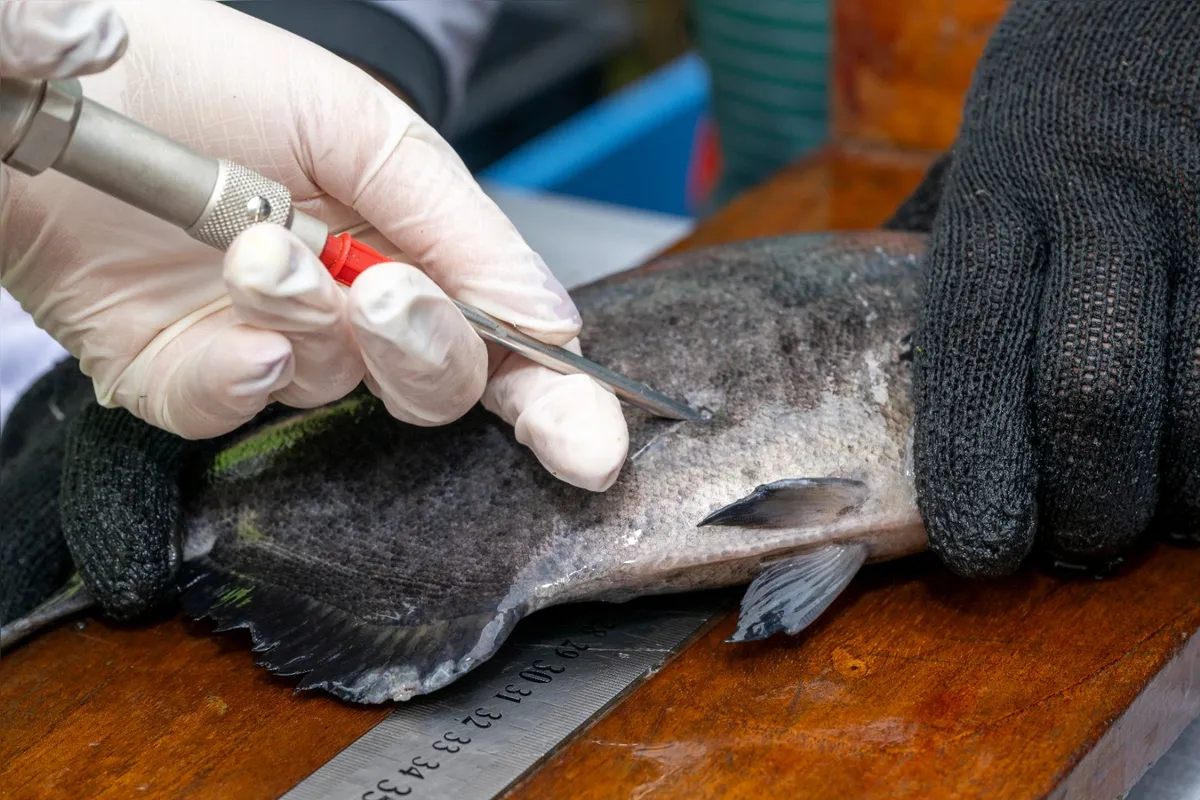 Marcação de peixe para soltura no reservatório
