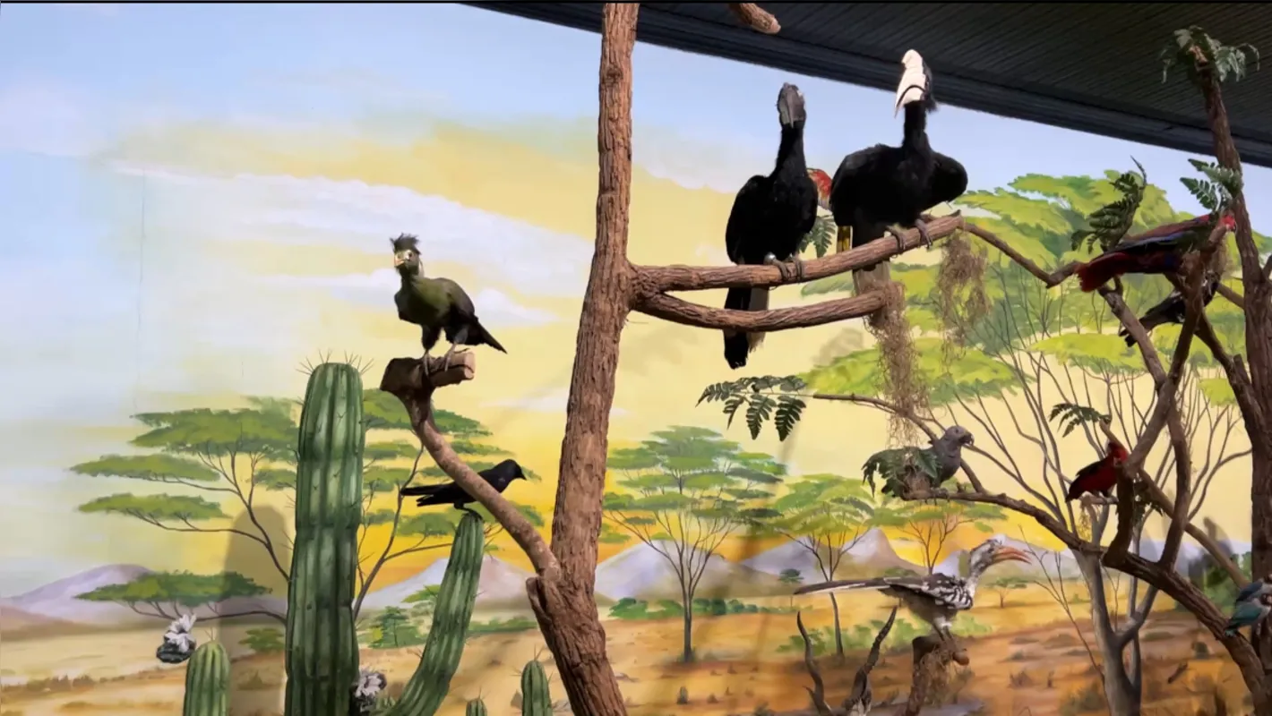 Imagem ilustrativa da imagem Museu de História Natural de Cornélio Procópio reabre as portas