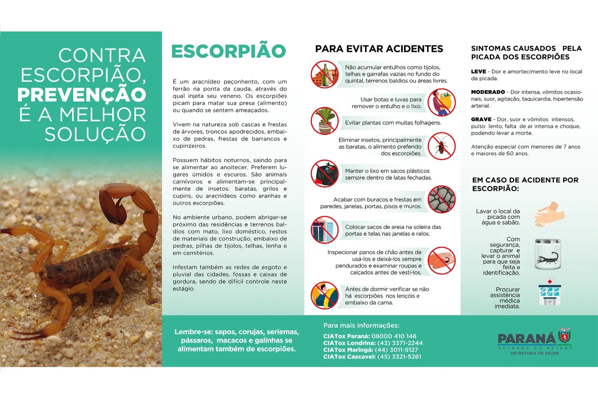 Imagem ilustrativa da imagem Notificações de acidentes com escorpiões crescem no Paraná