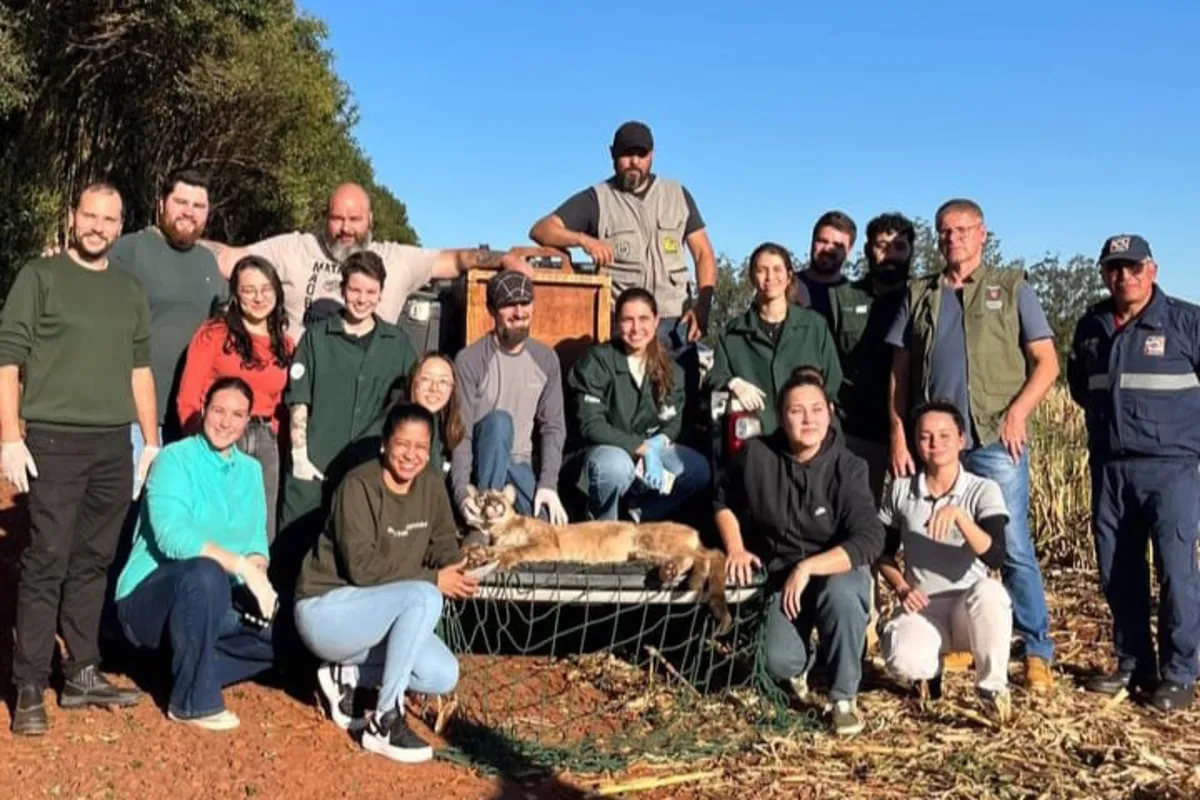 Equipe do IAT resgatou e devolveu à natureza onça encontrada em Formosa do Oeste