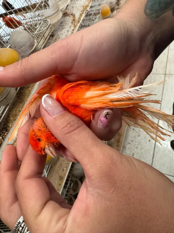 Imagem ilustrativa da imagem PCPR resgata 5 mil aves em situação de maus-tratos em Arapongas