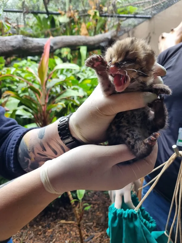 O felino macho foi batizado de Maracujá