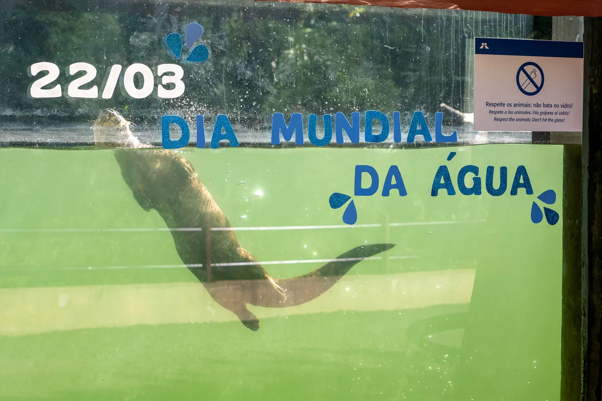 Imagem ilustrativa da imagem Refúgio da Itaipu celebra Dia Internacional das Florestas
