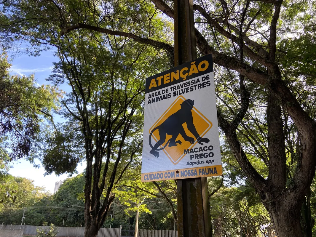 Imagem ilustrativa da imagem Sema pede que moradores não alimentem animais do Arthur Thomas