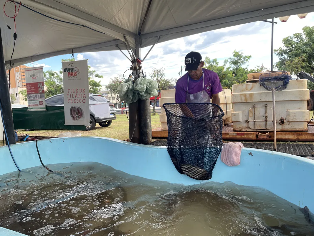 Imagem ilustrativa da imagem Sete toneladas de peixe devem ser comercializadas em feira