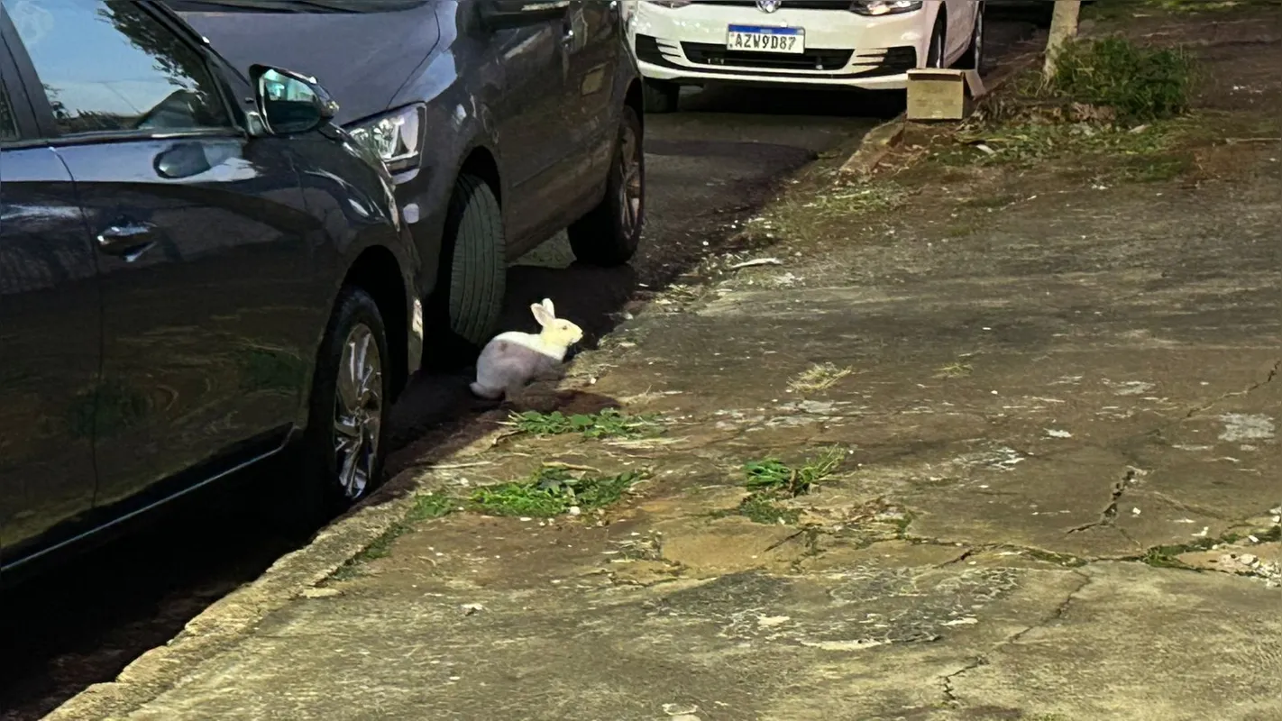 Imagem ilustrativa da imagem Superpopulação de coelhos preocupa moradores do Jd. Presidente