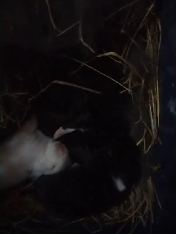 Filhotes de coelhos que nasceram no quintal de Silvia