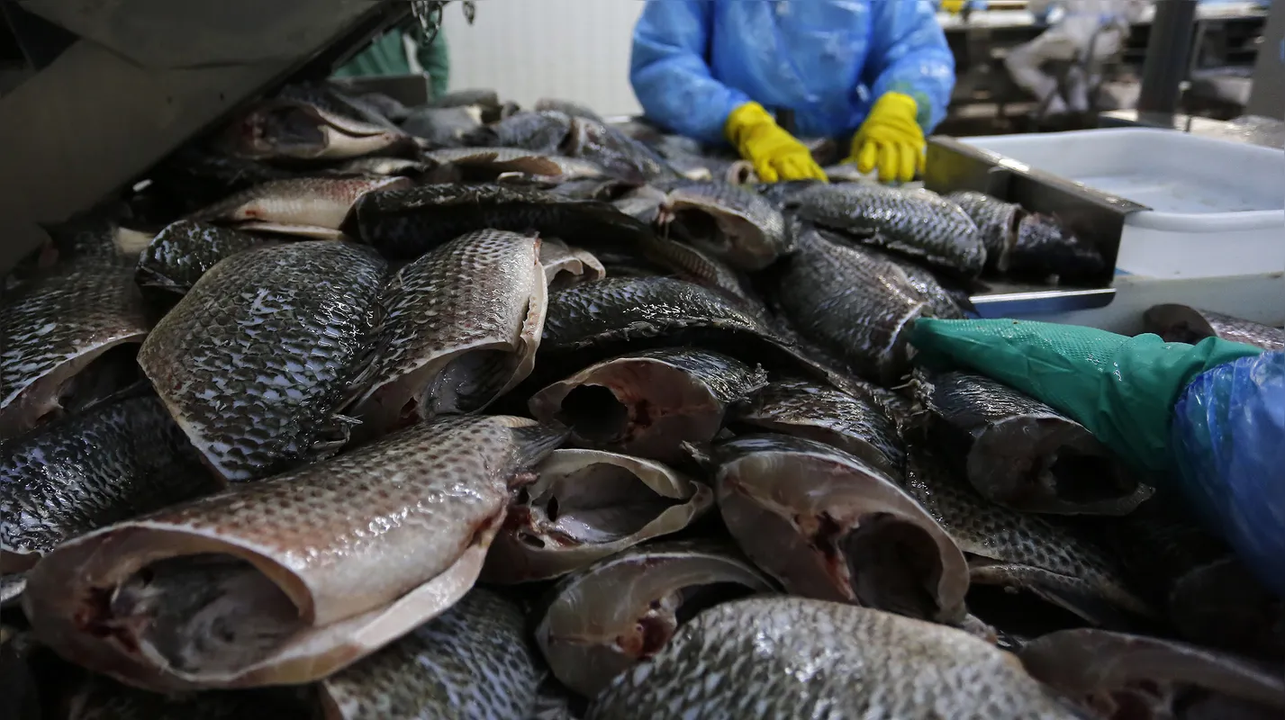 O segmento peixe representou 3,5% dos R$ 21,9 bilhões de faturamento registrados por uma cooperativa de Palotina no ano passado