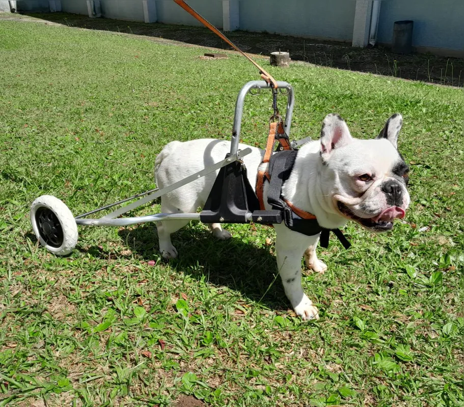 Um carrinho de alumínio foi desenvolvido para Chico, que  tem malformação congênita da coluna vertebral