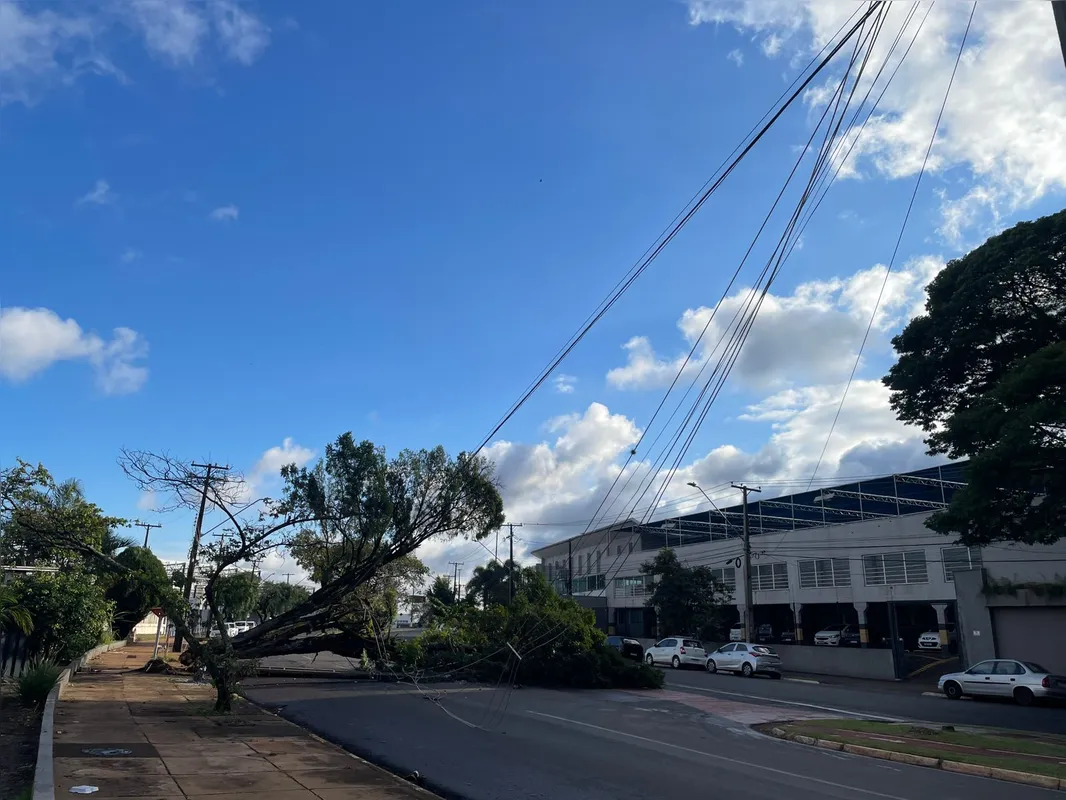 Imagem ilustrativa da imagem Ventos de 72 km/h em Londrina provocam queda de árvores e energia