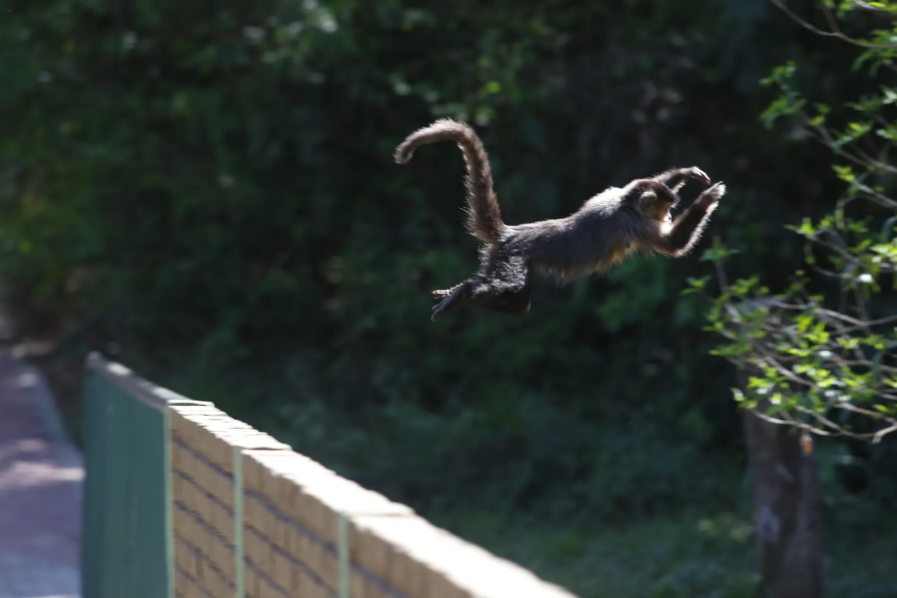 Parque é um dos principais refúgios ambientais da cidade, reunindo uma rica diversidade de fauna e flora