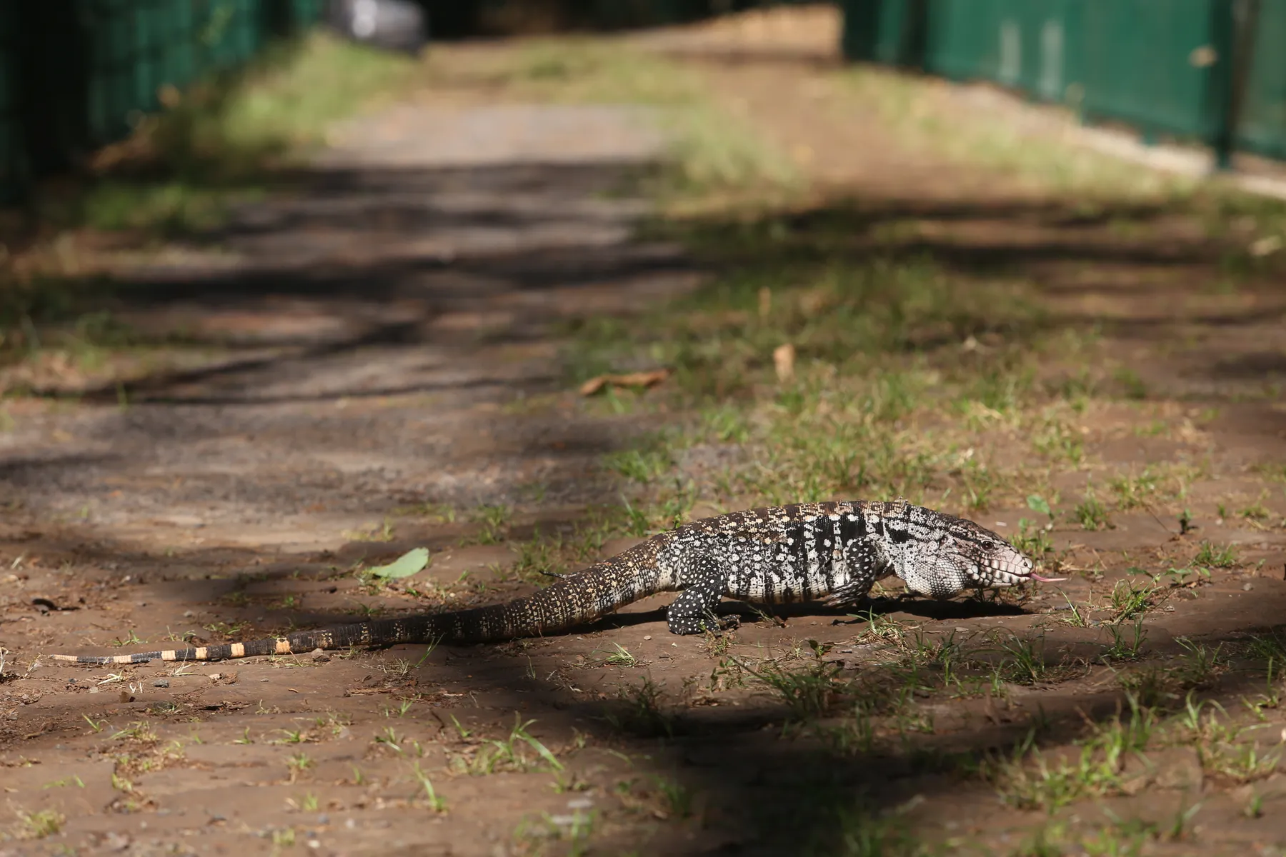 Imagem ilustrativa da imagem Sema estuda três datas para reabertura do Arthur Thomas