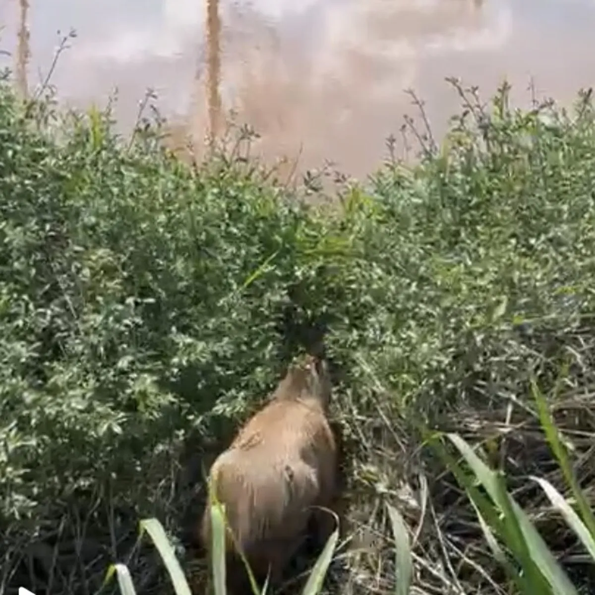 Imagem ilustrativa da imagem Três animais tratados em Londrina são devolvidos à natureza