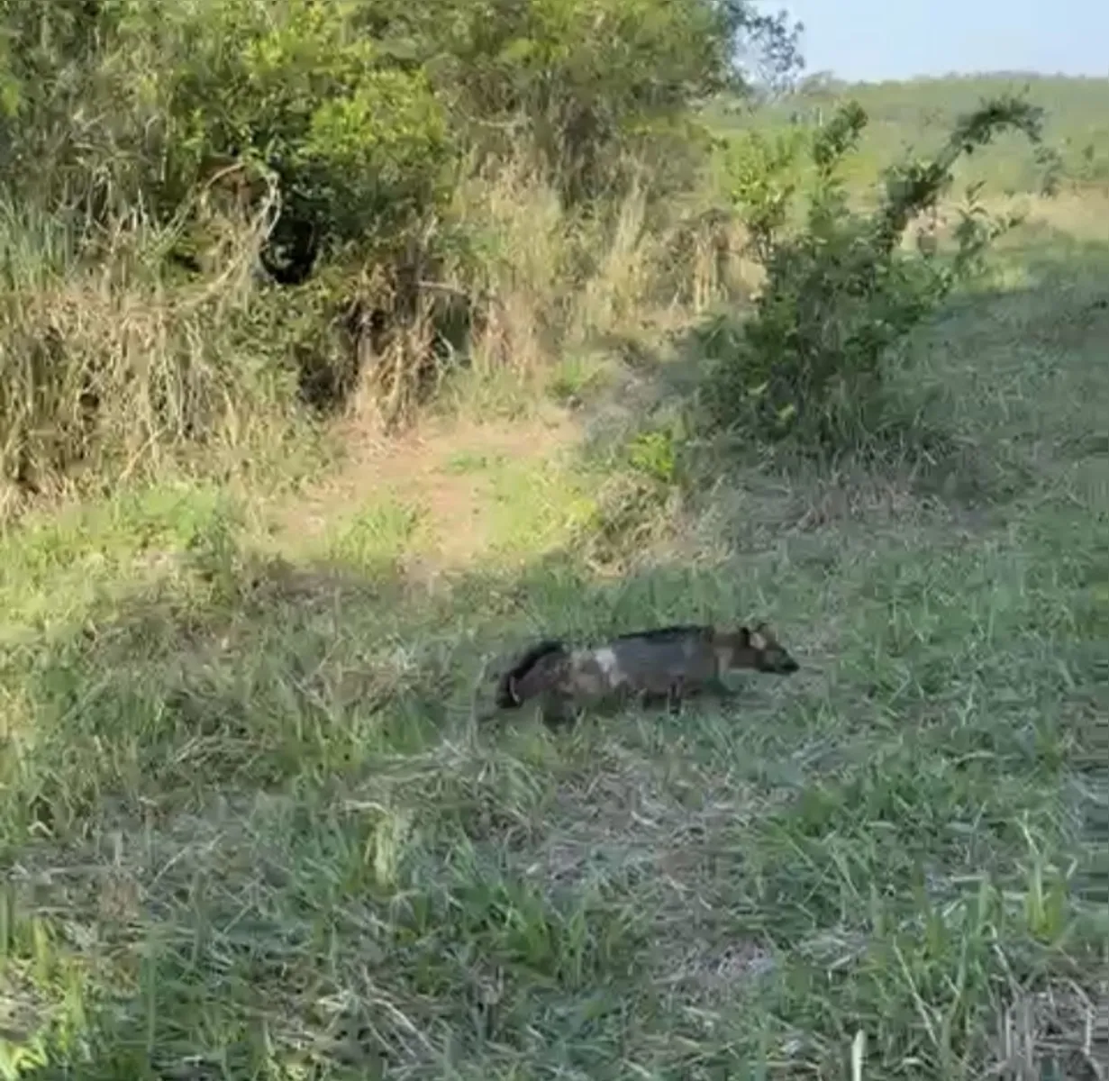Imagem ilustrativa da imagem Três animais tratados em Londrina são devolvidos à natureza