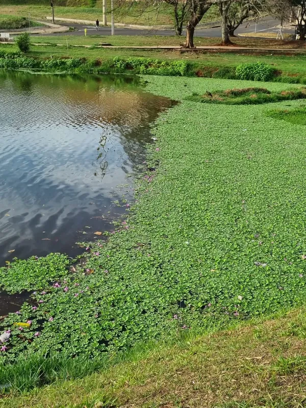 Macrófitas no Lago Igapó 3 no dia que a água ficou verde-escura no Igapó 2, 4 de setembro