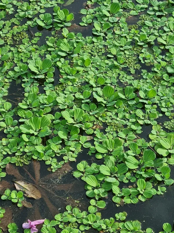 Macrófitas no Lago Igapó 3 no dia que a água ficou verde-escura no Igapó 2, em 4 de setembro