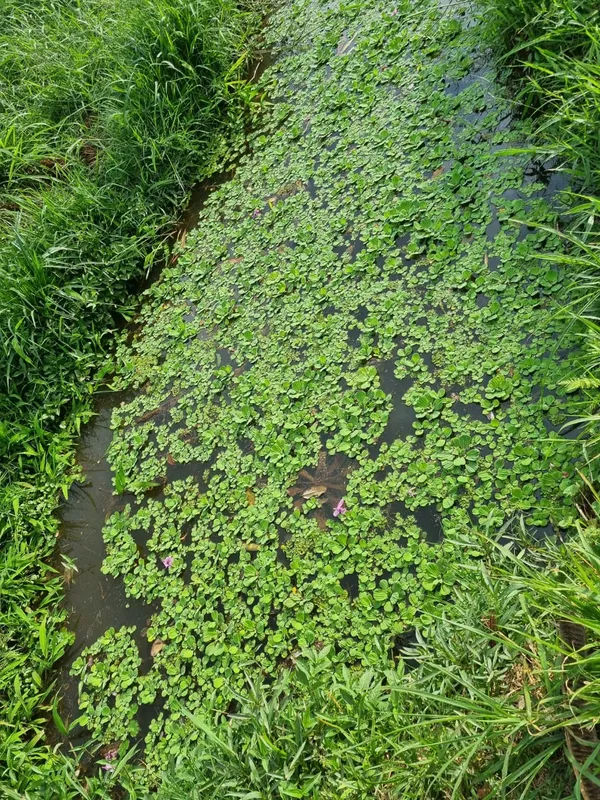 Macrófitas no Lago Igapó 3 no dia que a água ficou verde-escura no Igapó 2, 4 de setembro