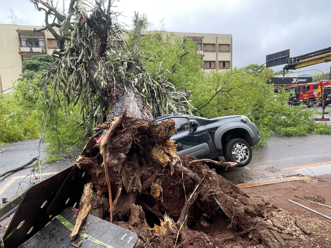 Imagem ilustrativa da imagem Árvore cai e atinge carro estacionado na Avenida JK