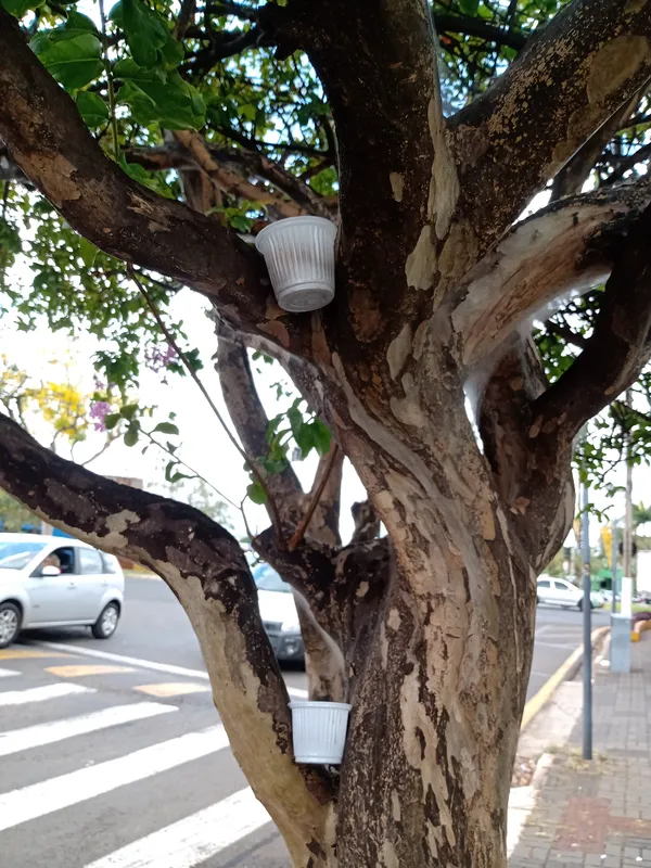 Imagem ilustrativa da imagem CIDADE FALA: Quem plantou o pé de café?