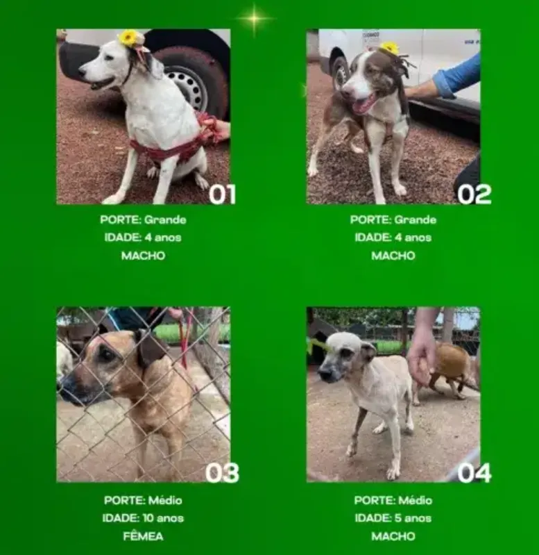 Imagem ilustrativa da imagem CMTU lança campanha para adoção de cães e gatos neste Natal