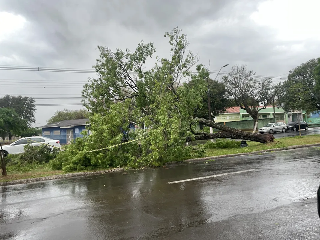 Imagem ilustrativa da imagem Chuva e vento causam queda de árvores em Londrina