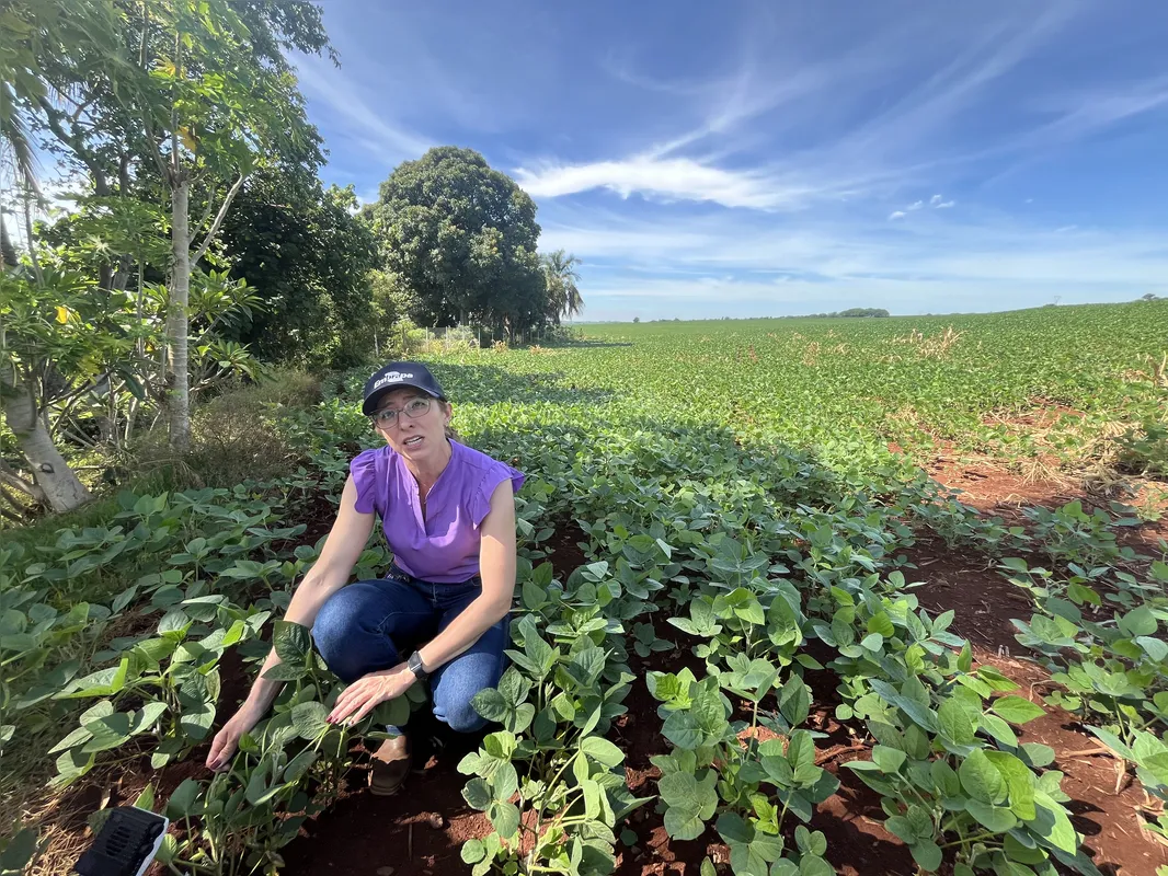 A engenheira agrônoma, Lígia Jung, mostra pontos de integração apícolas com a soja