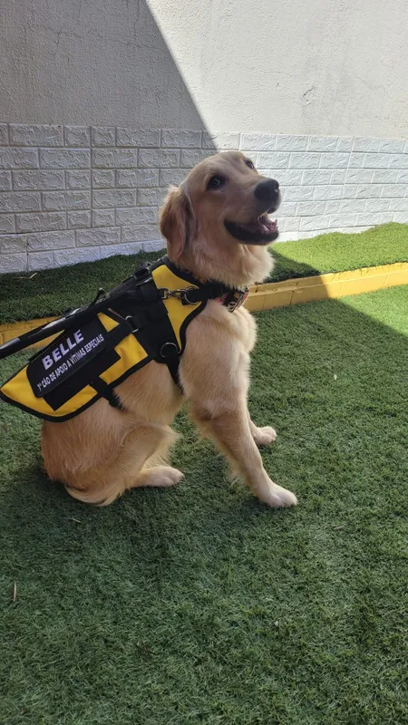 A golden retriever Belle é treinada para ser animal de apoio a vítimas especiais