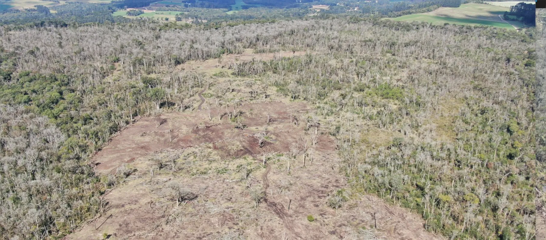 Imagem ilustrativa da imagem Homem é preso por desmatar 106 hectares de floresta no Sudoeste do PR