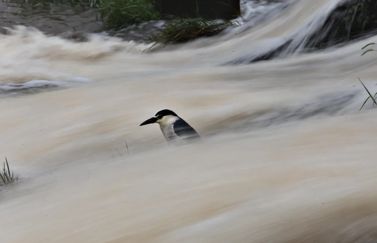 Imagem ilustrativa da imagem Londrina ultrapassa média de chuva para o mês de novembro