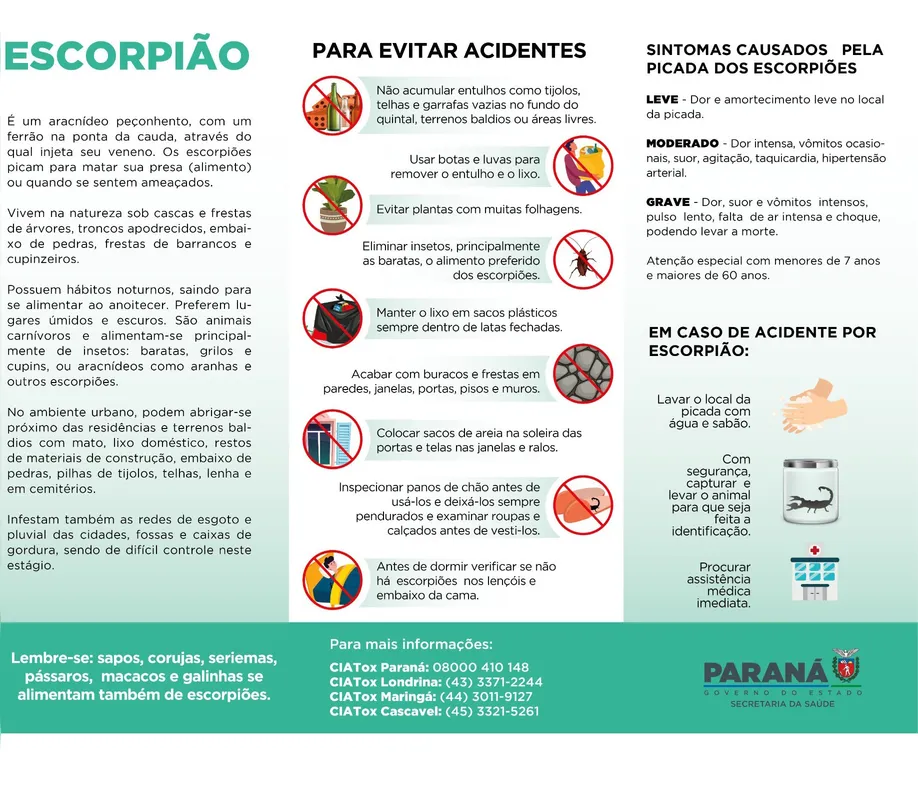Imagem ilustrativa da imagem Mais uma criança morre após ser picada por escorpião em Cambará