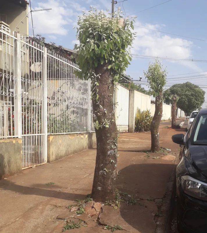 De janeiro a agosto, a Sema recebeu 745 denúncias de corte ou poda irregular de árvores no município