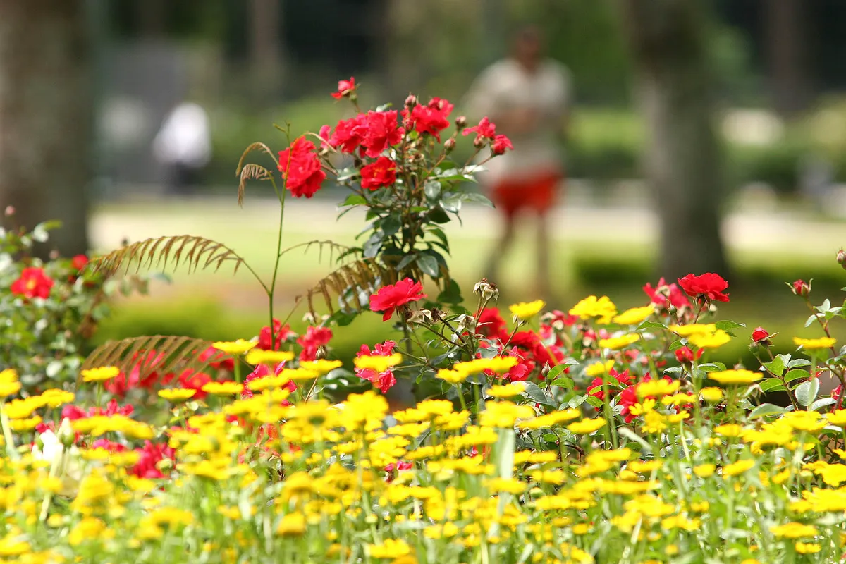 Primavera é um cenário propício para as alergias sazonais