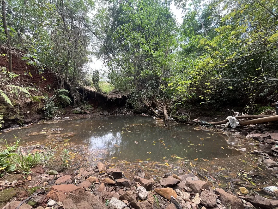 Imagem ilustrativa da imagem Ribeirão Cambé: a bacia que respira Londrina e agoniza no Igapó