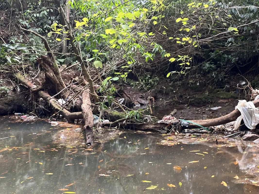 Imagem ilustrativa da imagem Ribeirão Cambé: a bacia que respira Londrina e agoniza no Igapó