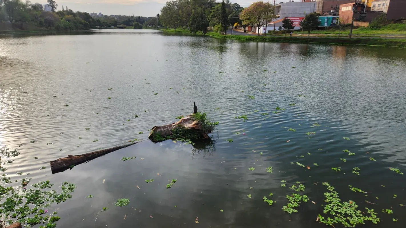 Fauna aquática e silvestre correm perigo com as águas contaminadas