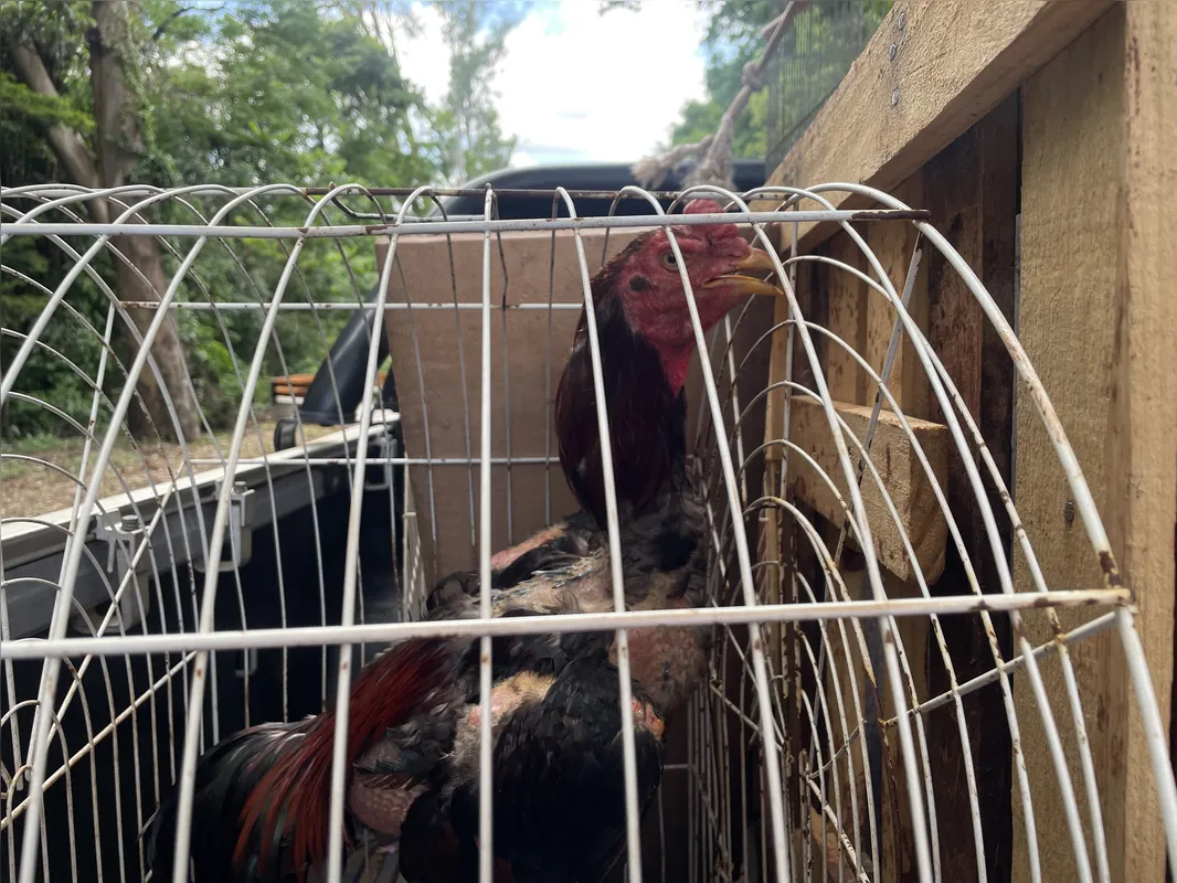 Dos 42 galos apreendidos pela Sema, 22 já foram adotados por moradores da Estrada do Limoeiro